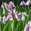 Kosatec sibiřský 'Pink Haze' - Iris sibirica 'Pink Haze'