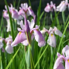 Kosatec sibiřský 'Pink Haze' - Iris sibirica 'Pink Haze'