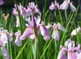 Kosatec sibiřský 'Pink Haze' - Iris sibirica 'Pink Haze'