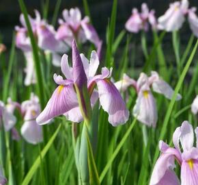 Kosatec sibiřský 'Pink Haze' - Iris sibirica 'Pink Haze'