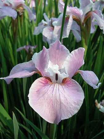 Kosatec sibiřský 'Pink Haze' - Iris sibirica 'Pink Haze'