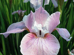 Kosatec sibiřský 'Pink Haze' - Iris sibirica 'Pink Haze'