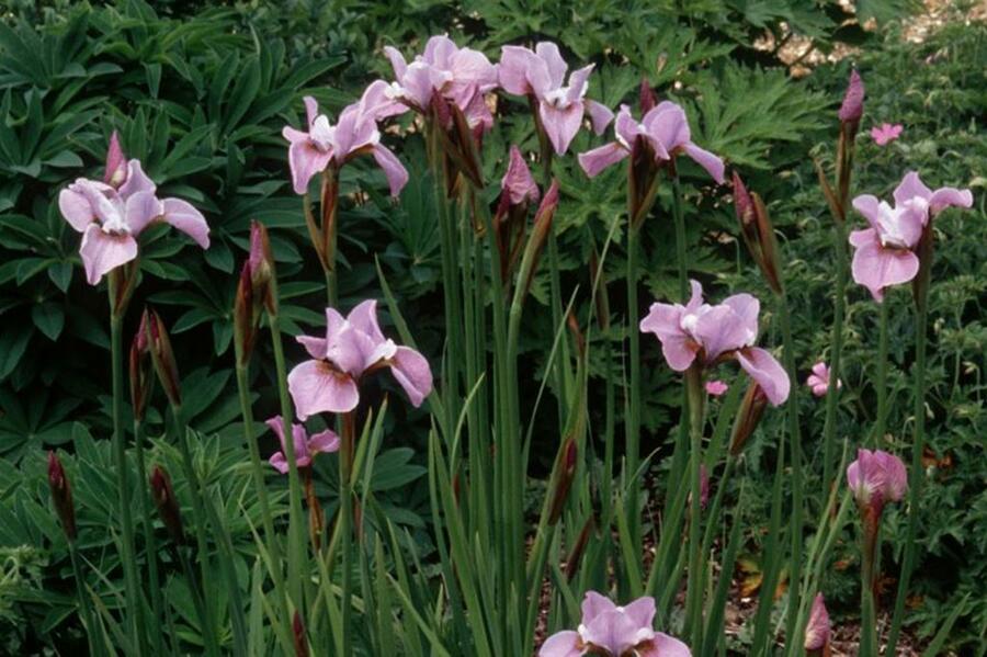 Kosatec sibiřský 'Pink Haze' - Iris sibirica 'Pink Haze'