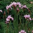 Kosatec sibiřský 'Pink Haze' - Iris sibirica 'Pink Haze'
