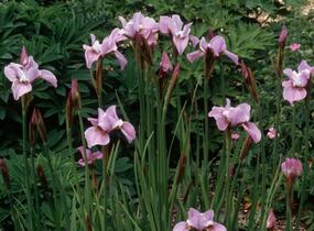Kosatec sibiřský 'Pink Haze' - Iris sibirica 'Pink Haze'