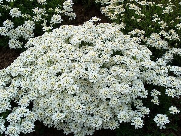 Iberka 'Snow Cushion' - Iberis sempervirens 'Snow Cushion'