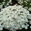 Iberka vždyzelená 'Snow Cushion' - Iberis sempervirens 'Snow Cushion'