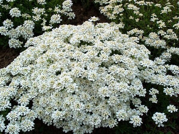 Iberka vždyzelená 'Snow Cushion' - Iberis sempervirens 'Snow Cushion'