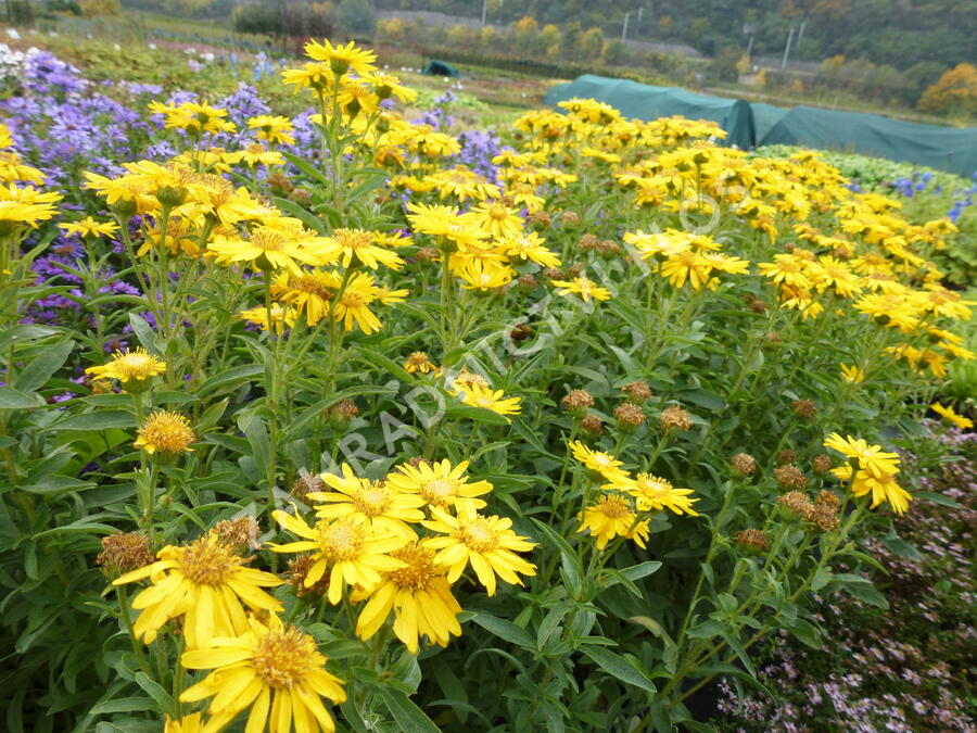 Zlatoočko 'Golden Sunshine' - Chrysopsis speciosa 'Golden Sunshine'