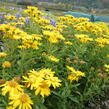 Zlatoočko 'Golden Sunshine' - Chrysopsis speciosa 'Golden Sunshine'