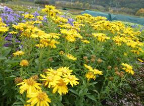 Zlatoočko 'Golden Sunshine' - Chrysopsis speciosa 'Golden Sunshine'