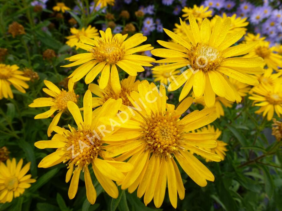 Zlatoočko 'Golden Sunshine' - Chrysopsis speciosa 'Golden Sunshine'