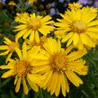 Zlatoočko 'Golden Sunshine' - Chrysopsis speciosa 'Golden Sunshine'