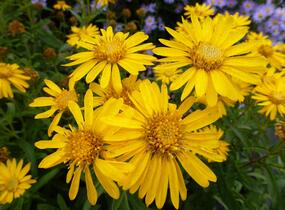 Zlatoočko 'Golden Sunshine' - Chrysopsis speciosa 'Golden Sunshine'