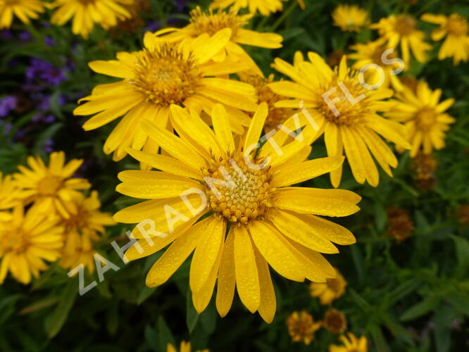 Zlatoočko 'Golden Sunshine' - Chrysopsis speciosa 'Golden Sunshine'