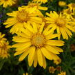 Zlatoočko 'Golden Sunshine' - Chrysopsis speciosa 'Golden Sunshine'