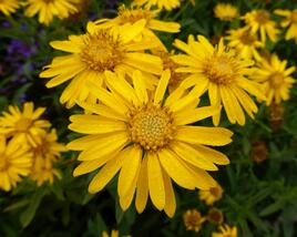 Zlatoočko 'Golden Sunshine'