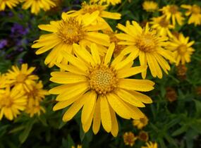 Zlatoočko 'Golden Sunshine' - Chrysopsis speciosa 'Golden Sunshine'