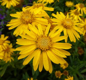 Zlatoočko 'Golden Sunshine' - Chrysopsis speciosa 'Golden Sunshine'