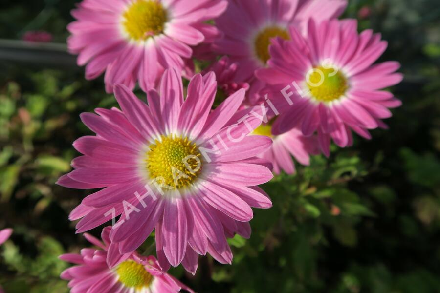 Listopadka 'Rosa-Lila' - Dendranthema hortorum 'Rosa-Lila'