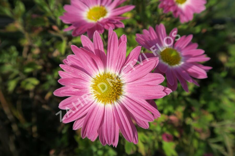 Listopadka 'Rosa-Lila' - Dendranthema hortorum 'Rosa-Lila'