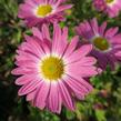Listopadka 'Rosa-Lila' - Chrysanthemum hortorum 'Rosa-Lila'
