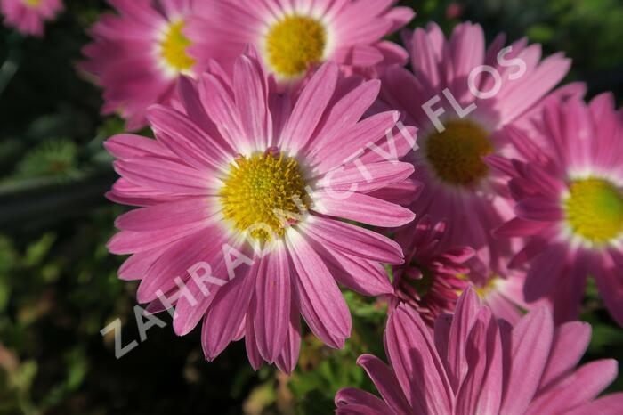 Listopadka 'Rosa-Lila' - Dendranthema hortorum 'Rosa-Lila'