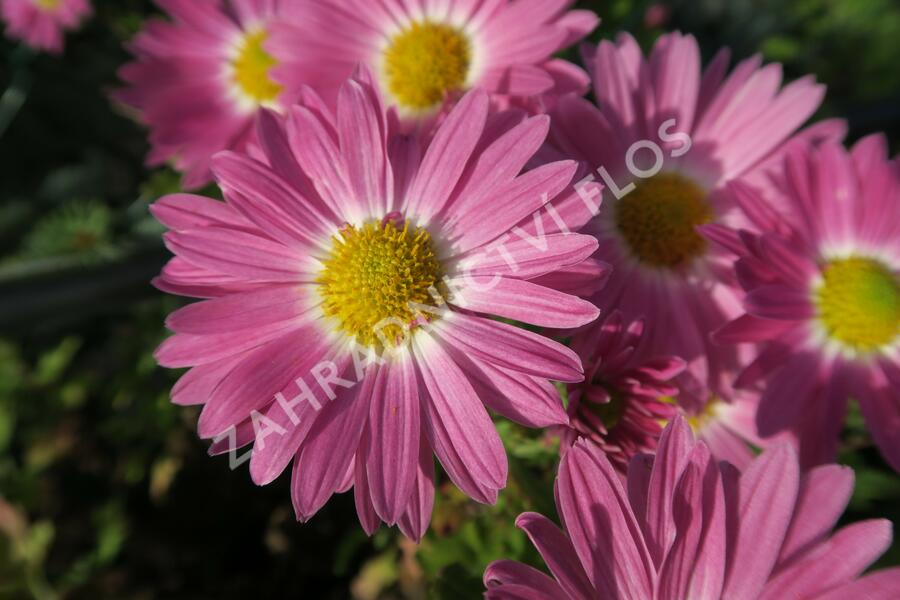 Listopadka 'Rosa-Lila' - Dendranthema hortorum 'Rosa-Lila'