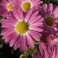 Listopadka 'Rosa-Lila' - Dendranthema hortorum 'Rosa-Lila'