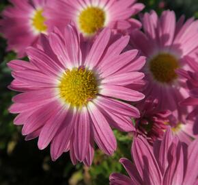 Listopadka 'Rosa-Lila'