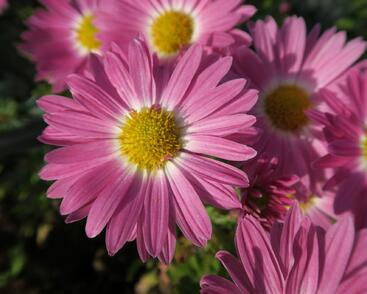 Listopadka 'Rosa-Lila'