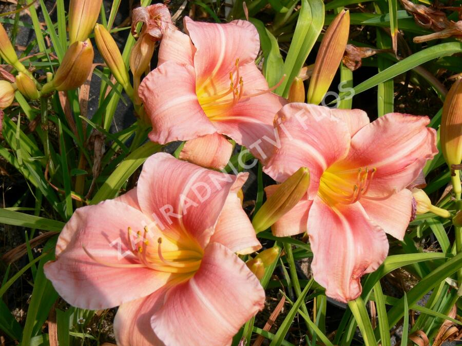 Denivka 'Prairie Bells' - Hemerocallis 'Prairie Bells'