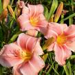 Denivka 'Prairie Bells' - Hemerocallis 'Prairie Bells'