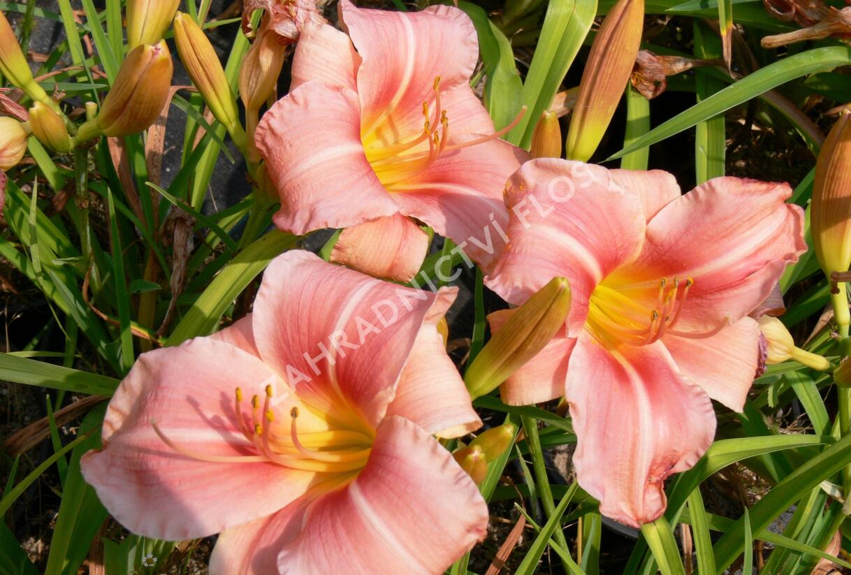 Denivka 'Prairie Bells' - Hemerocallis 'Prairie Bells'