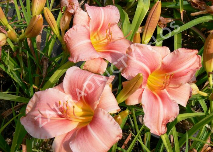 Denivka 'Prairie Bells' - Hemerocallis 'Prairie Bells'