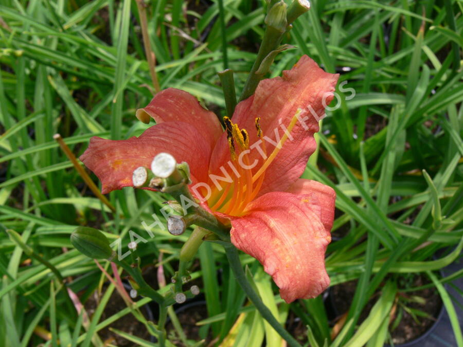 Denivka 'Pink Damask' - Hemerocallis 'Pink Damask'