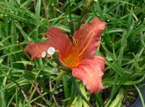 Denivka 'Pink Damask' - Hemerocallis 'Pink Damask'