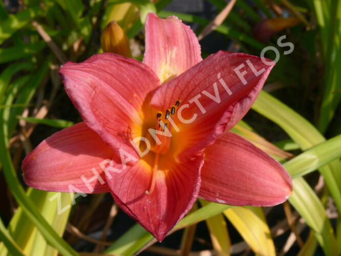 Denivka 'Pink Damask' - Hemerocallis 'Pink Damask'