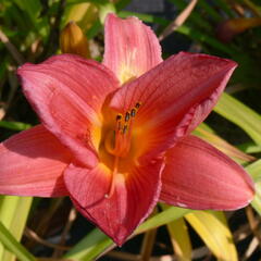 Denivka 'Pink Damask' - Hemerocallis 'Pink Damask'