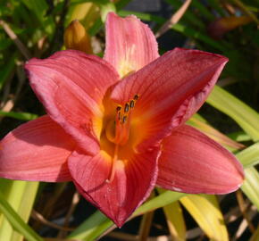 Denivka 'Pink Damask' - Hemerocallis 'Pink Damask'