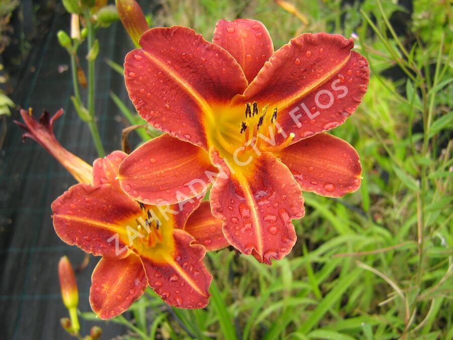 Denivka 'Pfennigparade' - Hemerocallis 'Pfennigparade'