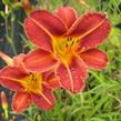 Denivka 'Pfennigparade' - Hemerocallis 'Pfennigparade'