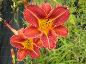 Denivka 'Pfennigparade' - Hemerocallis 'Pfennigparade'