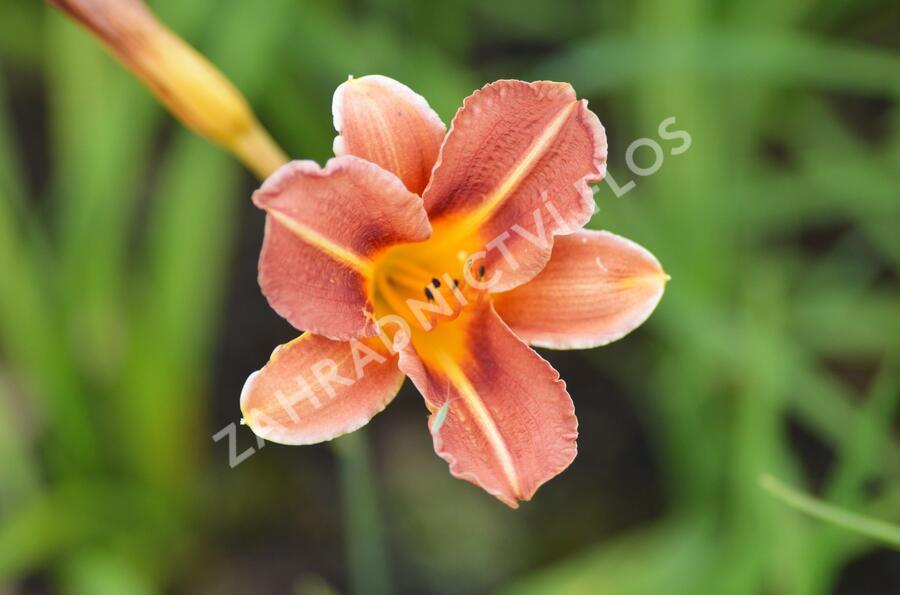 Denivka 'Pfennigparade' - Hemerocallis 'Pfennigparade'