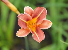 Denivka 'Pfennigparade' - Hemerocallis 'Pfennigparade'