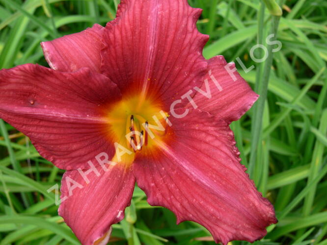 Denivka 'Pfennigparade' - Hemerocallis 'Pfennigparade'
