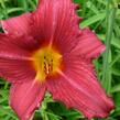 Denivka 'Pfennigparade' - Hemerocallis 'Pfennigparade'