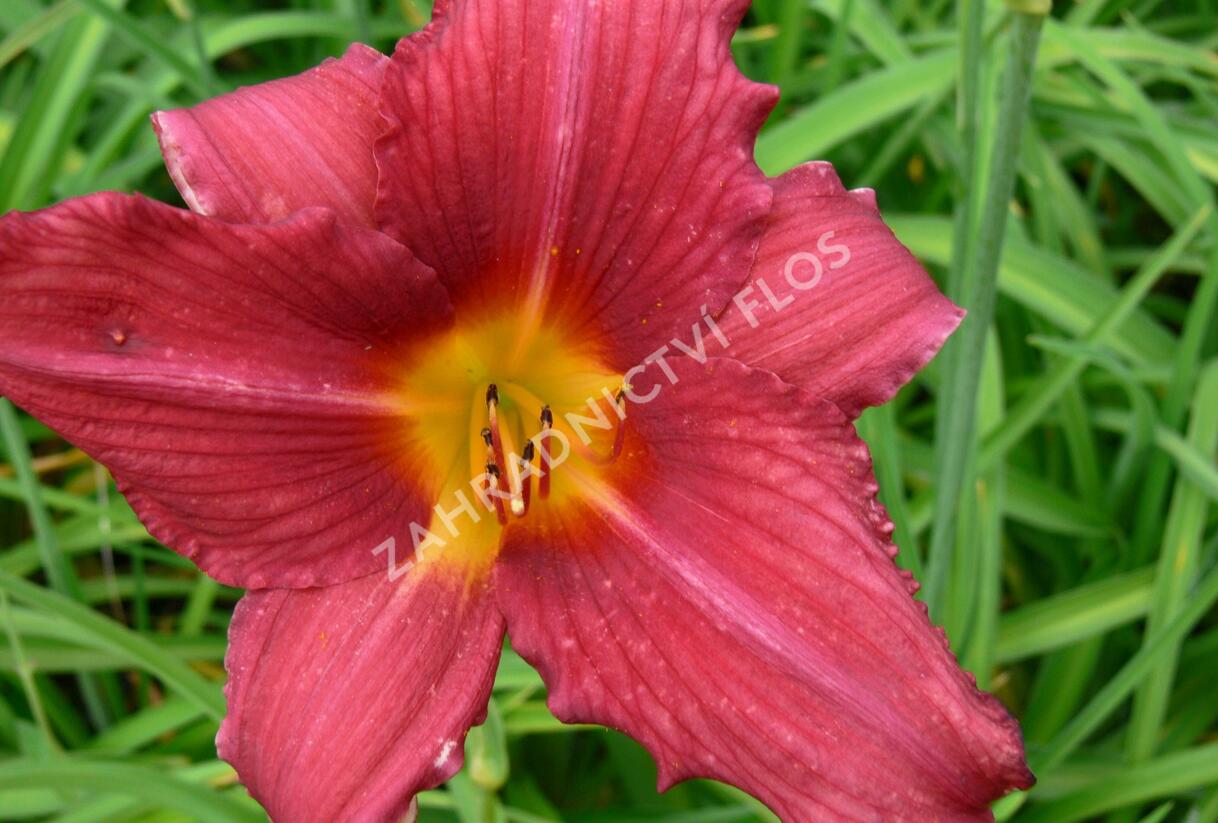 Denivka 'Pfennigparade' - Hemerocallis 'Pfennigparade'