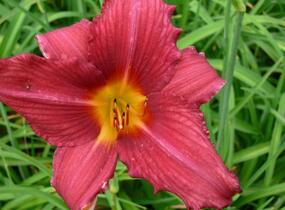 Denivka 'Pfennigparade' - Hemerocallis 'Pfennigparade'