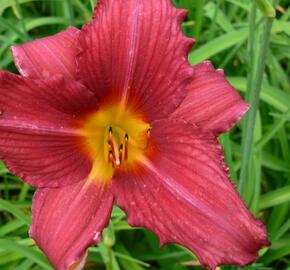 Denivka 'Pfennigparade' - Hemerocallis 'Pfennigparade'